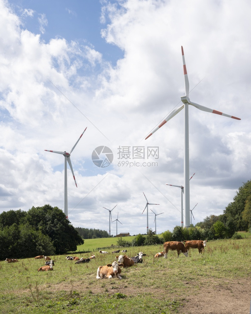 用德国菜奶牛和风力涡轮机种植草地图片