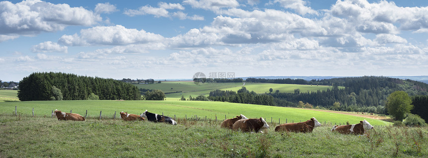 草地里的奶牛有德国菜叶的乡村景观在蓝天空下的云图片