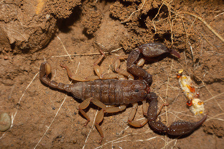 euscorpis俗称小木肉蝎corbetuarkhndia图片
