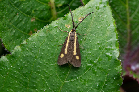 林务员林蛾生殖科飞蛾属是飞蛾科的一组飞蛾与火蛾有密切的亲缘关系背景