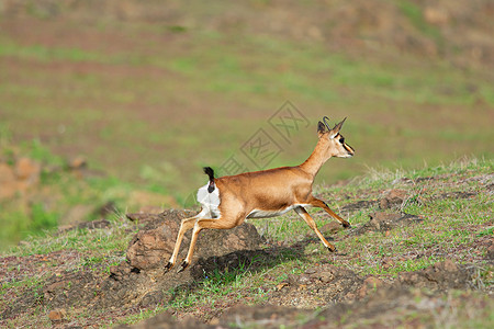 奔跑鹿AntelopChingkar跑在萨斯瓦德马哈拉施特邦印地安那州背景