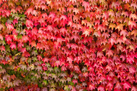 秋天背景砖墙壁纸带有叶screp图片
