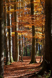 美丽的秋天森林阳光透过松树和山坡照耀图片