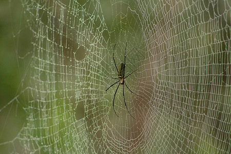 长着露水的巨型木蜘蛛网高清图片