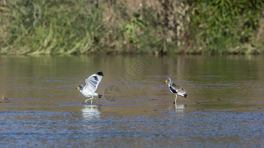 在非洲南部的Kruge公园河里有两只白头大腿在河里漫步图片