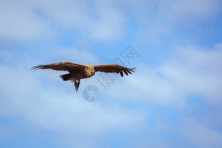 在非洲南部的Kruge公园中被孤立在蓝天空中的白背秃鹰飞行非洲南部的Kruge公园中的白背秃鹰非洲南部的Kruge公园中的白背秃背景