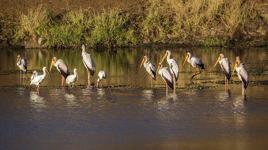 鸟氨酸科博茨瓦纳跨界高清图片