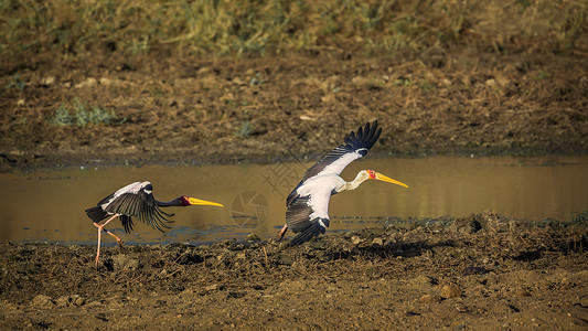 黄颊山雀在非洲南部的Kruge公园两只黄卷的山雀非洲南部的ciondae的SpciMtrabs家族背景