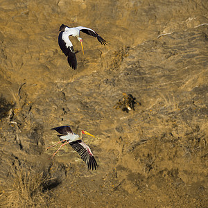 在非洲南部的Kruge公园两只黄卷的山雀非洲南部的ciondae的SpciMtrabs家族背景图片