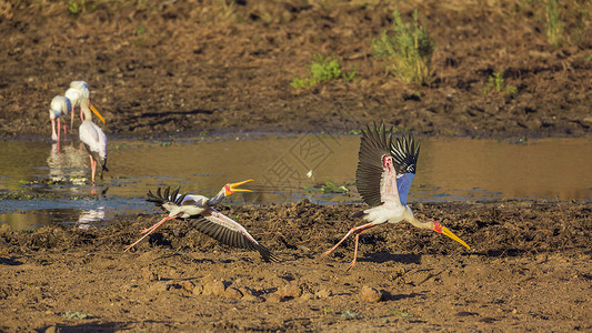 黄颊山雀国家的戈纳雷州高清图片
