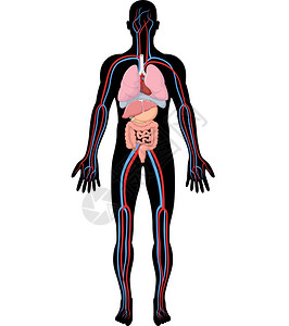 腹部矢量人体解剖学hba设计图片
