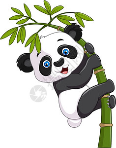多毛竹子上可爱的小熊猫设计图片