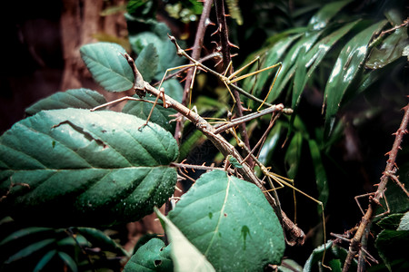 角翅目在热带森林的树枝上粘上一种昆虫phasmatodea热带森林竹节虫背景