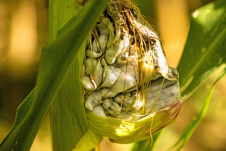 玉米病德国的高清图片