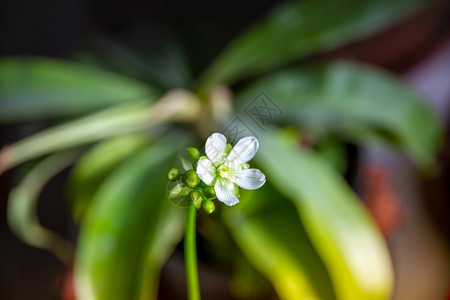 拉枯族食肉植物花朵背景