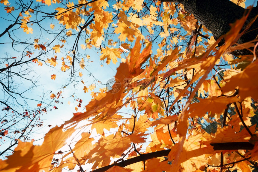 黄色叶背景秋天图片