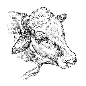 梅头肉用于标签招贴画打印和设计的公牛手绘插图插画