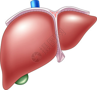 肝脏代谢人类肝解剖图插画