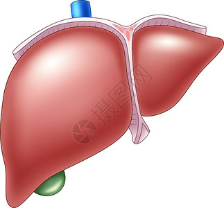 门户系统人类肝解剖图插画