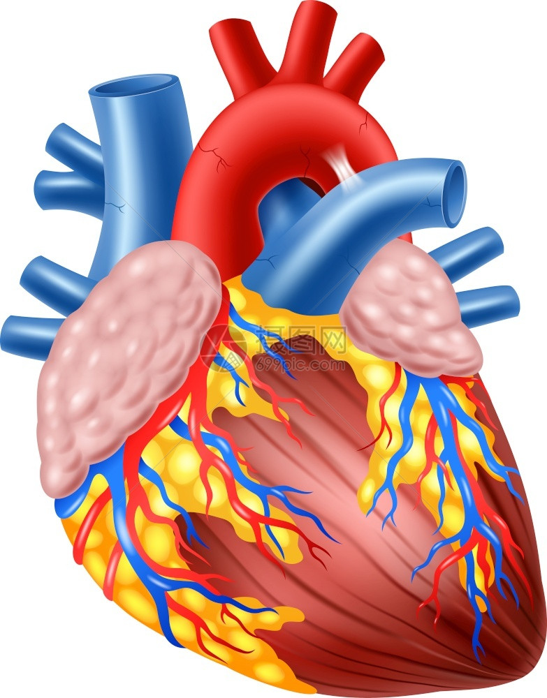 人类心脏解剖学插图图片