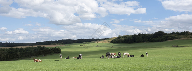 草地和蓝天云下田地的牛群图片