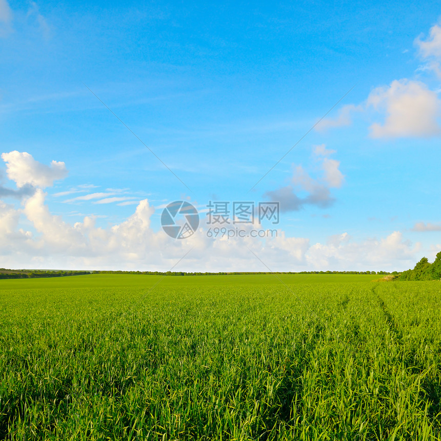 春日的青麦绿地图片