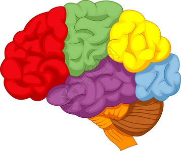 彩色的的大脑图片