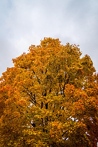 秋天黄色的树叶自然背景图片