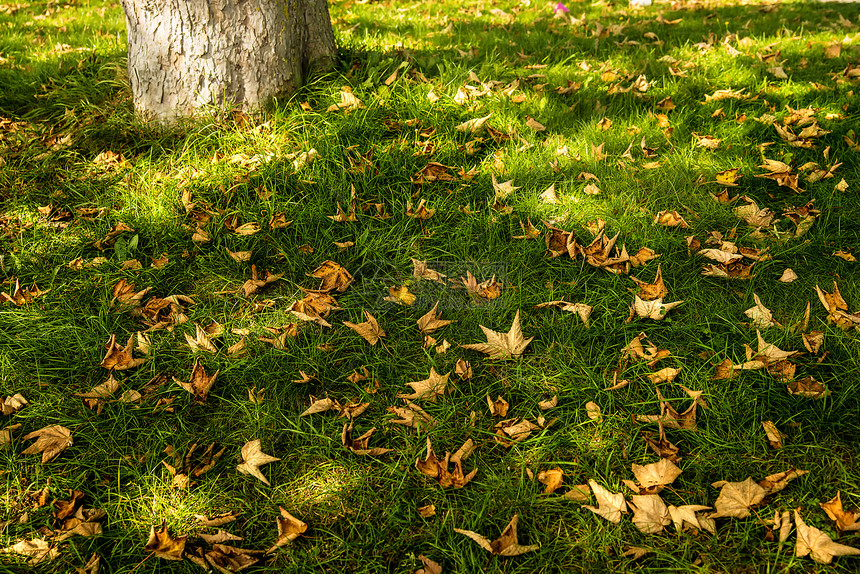 秋色的树叶在绿草地和树林中图片