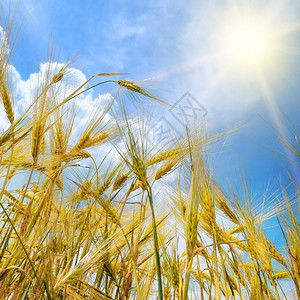 蓝天上有麦子和太阳图片