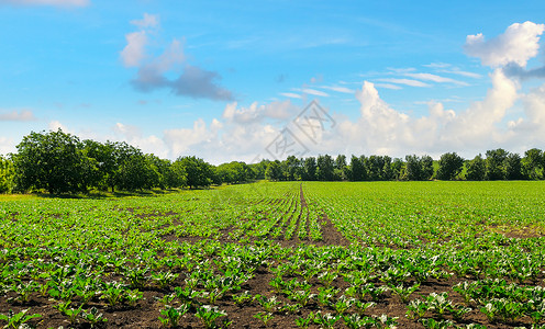 甜的绿叶在蓝天空的田野里农业景观图片