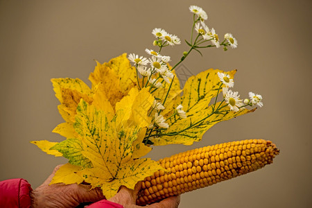 一群秋色的叶子手拿着鲜花和玉米鳕图片