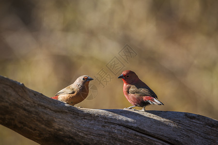 雀形目鸟Jamesonfirench夫妇站在非洲南部Kruge公园的原木上Specilasonticarhodpaei家庭在fstild背景