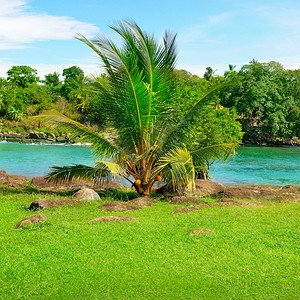 海湾椰子棕榈和红树林图片