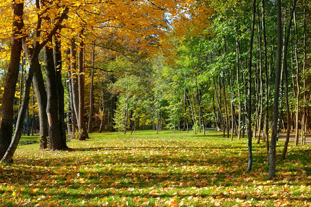 美丽的秋天公园阳光明媚的天气下有黄树图片