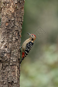 黄颈啄木鸟北方汗国昆虫高清图片