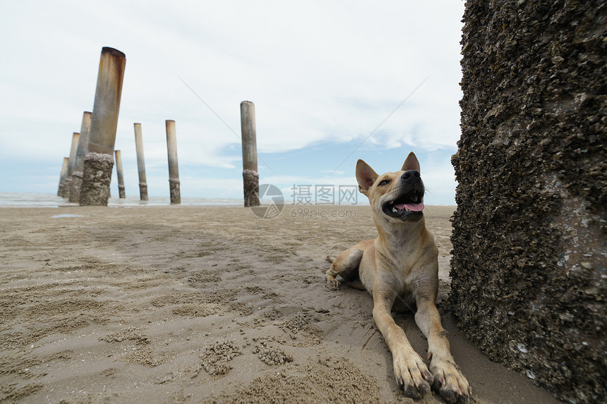 家养狗在沙滩上放松和休息图片
