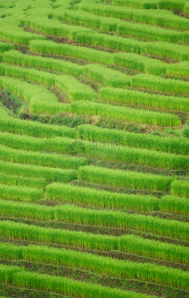 泰王国吉昂马伊村邦比阿吉格的梯田稻图片