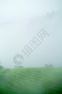 泰王国吉昂马伊村邦比阿吉格的梯田稻图片
