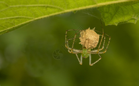 绿色林克斯蜘蛛野马西班加印地亚图片