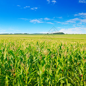 绿色的玉米田和蓝天空中的美丽云层农业景观图片