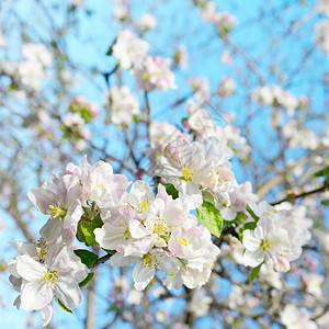 盛开的苹果树对着蓝色的天空春风景图片