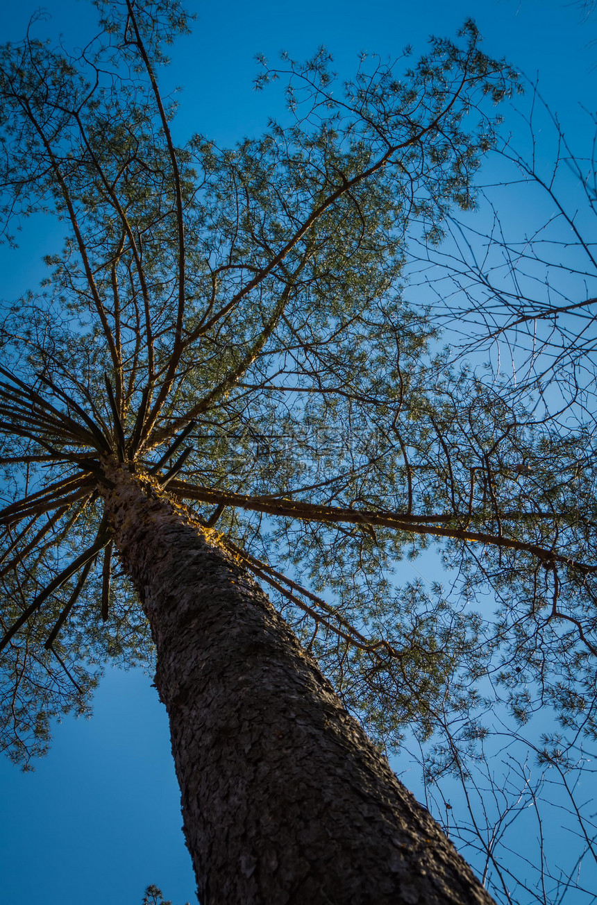大松树顶部清晰的蓝色天空背景图片