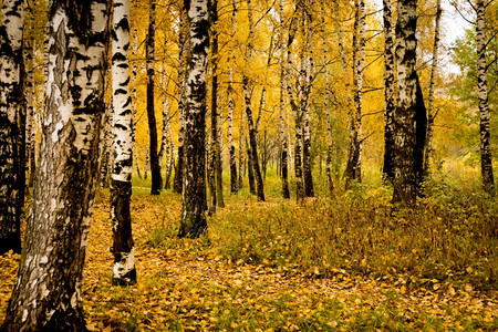 秋天的风景公园背的树上有黄叶图片