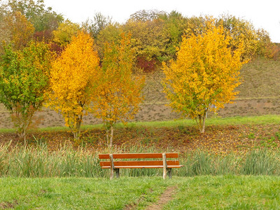秋色树的池塘公园长椅图片