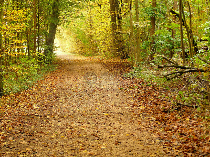 横穿森林的秋叶色子图片