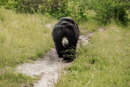 在农村路上行走的黑熊图片