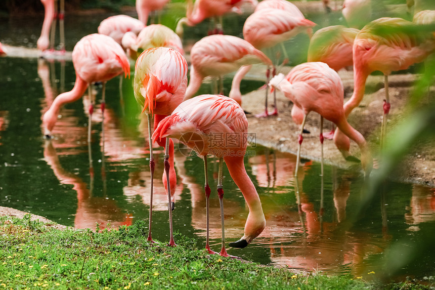 一群粉红火烈鸟和水中的反射有选择地聚焦一群粉红火烈鸟和水中的反射图片