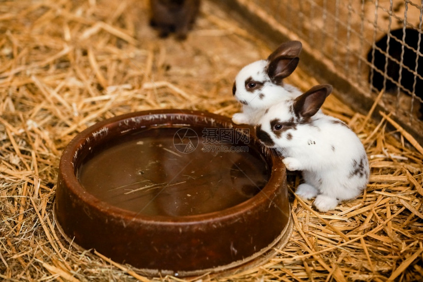 两只白兔从烤粘土盘中饮用水有选择地关注兔子两只白从烤粘土盘中饮用水有选择地关注兔子图片