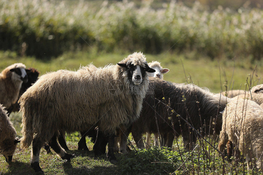 羊群在绿草上有选择地集中图片